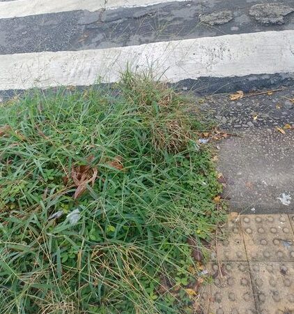 Novo “paisagismo” verde na região tem design municipal